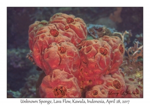 Unknown Sponge