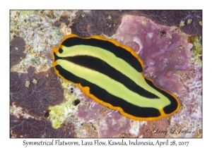 Symmetrical Flatworm