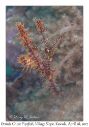 Ornate Ghost Pipefish