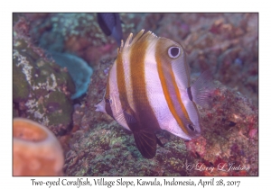 Two-eyed Coralfish