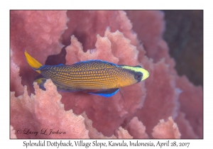 Splendid Dottyback