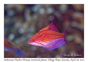 Unknown Flasher Wrasse