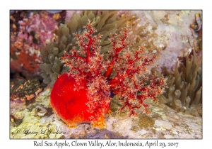 Red Sea Apple