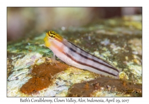 Bath's Coralblenny