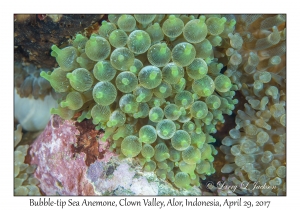 Bubble-tip Sea Anemone