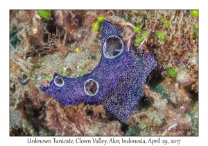 Unknown Tunicate