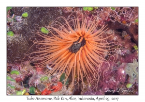 Tube Anemone