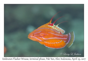 Unknown Flasher Wrasse