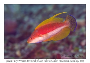 Javan Fairy Wrasse