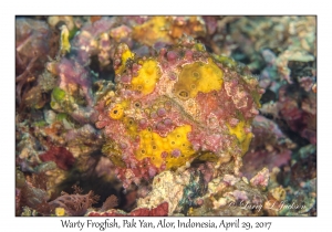 Warty Frogfish