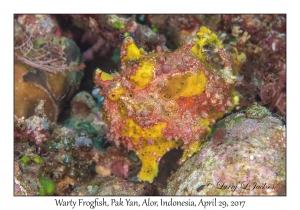 Warty Frogfish