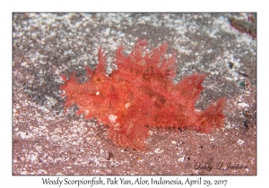 Weedy Scorpionfish