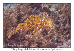 Weedy Scorpionfish