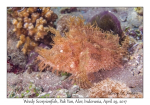 Weedy Scorpionfish