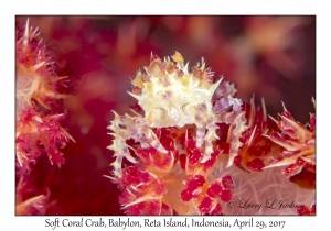 Soft Coral Crab