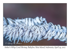 Anker's Whip Coral Shrimp