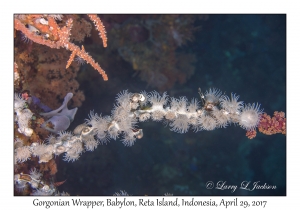 Gorgonian Wrapper