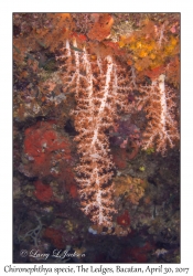 Chironephthya species