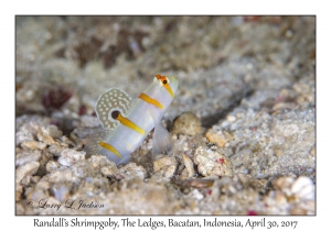 Randall's Shrimpgoby