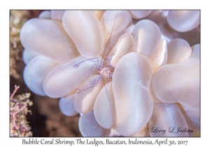 Bubble Coral Shrimp