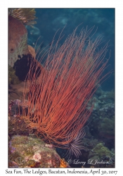 Sea Fan