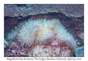 Magnificent Sea Anemone