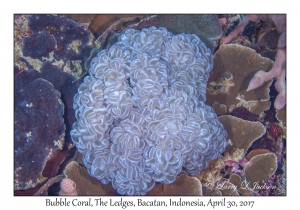 Bubble Coral