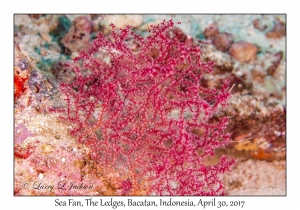 Sea Fan