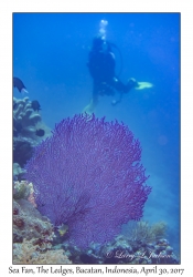 Sea Fan