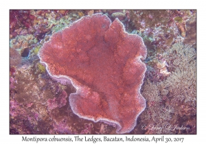 Montipora cebuensis