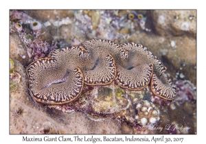 Maxima Giant Clam