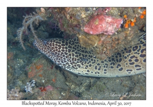 Blackspotted Moray