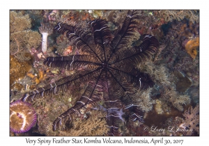 Very Spiny Feather Star