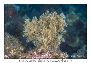 Sea Fan