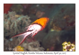 Lyretail Hogfish