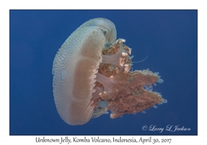 Unknown Jelly