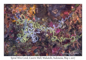 Spiral Wire Coral