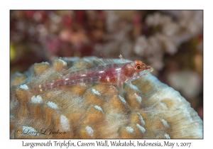 Largemouth Triplefin