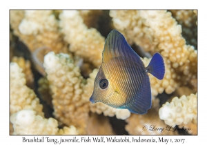 Brushtail Tang