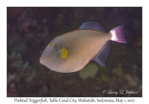 Pinktail Triggerfish