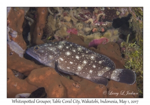 Whitespotted Grouper