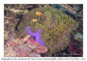 Magnificent Sea Anemone & False Clown Anemonefish