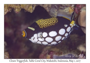 Clown Triggerfish