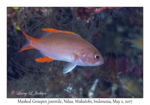 Masked Grouper