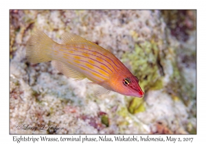 Eightstripe Wrasse