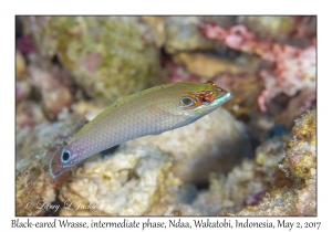 Black-eared Wrasse