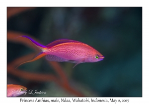 Princess Anthias