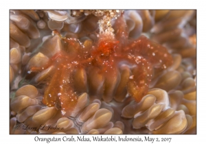 Orangutan Crab