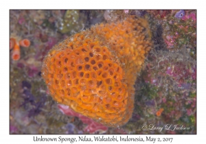 Unknown Sponge