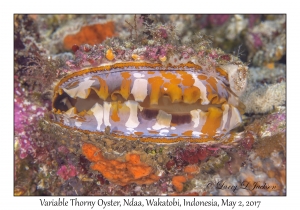 Variable Thorny Oyster